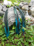 Color Splashed Pirate Rooster Feathers